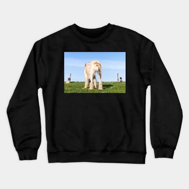 Italian Spinone dog training in progress Crewneck Sweatshirt by heidiannemorris